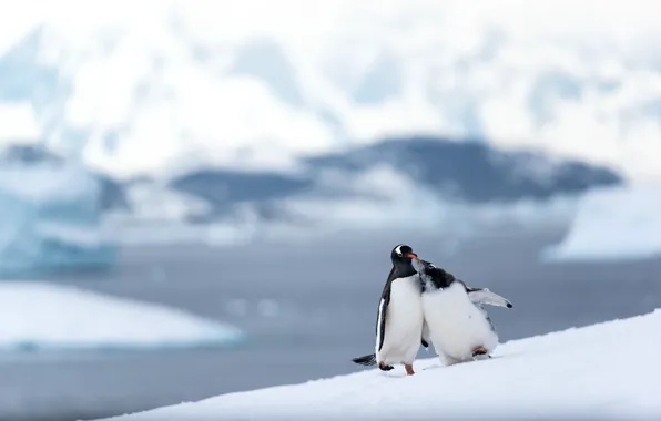 Winter, snow, mountains, birds, pose, shore, ice, penguins
