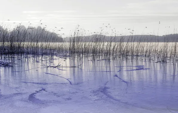 Picture lake, ice, reed