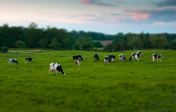 Picture field, the sky, trees, sunset, cows, meadow, tilt-shift