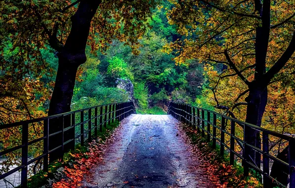 Trees, bridge, nature, autumn. leaves