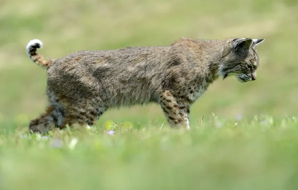 Picture predator, profile, lynx, wild cat