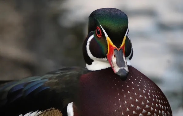 Picture wings, head, feathers, beak, duck, breast