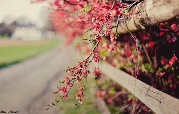 Picture pink, flowers, sprig, trees