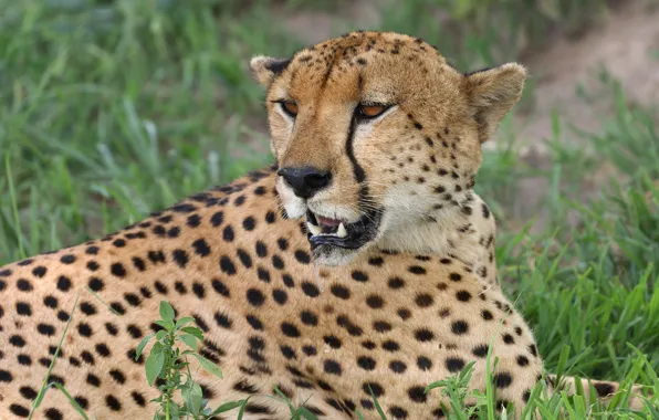 Picture grass, face, portrait, Cheetah, lies, wild cat