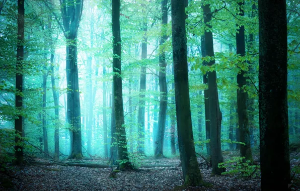Greens, forest, light, trees, fog, by Robin de Blanche, Glimpse