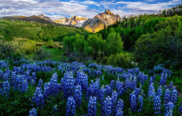 Forest, clouds, flowers, mountains, lupins