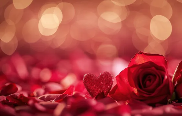 Flower, love, lights, holiday, heart, rose, blur, heart