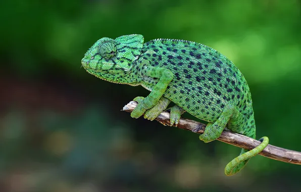 Green, chameleon, branch, bitches, bokeh, reptile