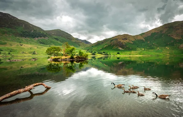 Clouds, trees, mountains, reflection, hills, shore, log, Chicks