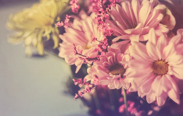 Texture, petals, chrysanthemum, bokeh