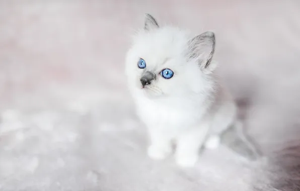 Cat, white, look, pose, kitty, blue eyes, face, sitting