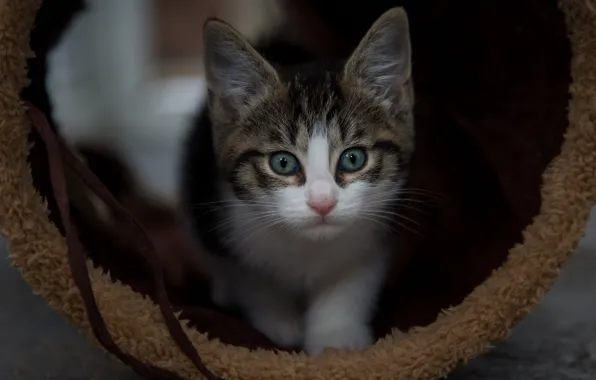 Cat, look, the dark background, kitty, face, St.