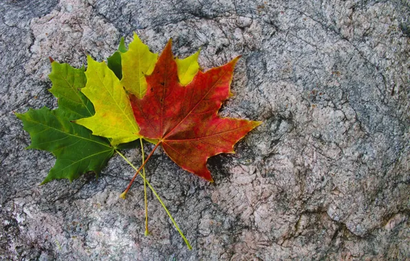Leaves, yellow, red, green, three, colorful, maple, autumn