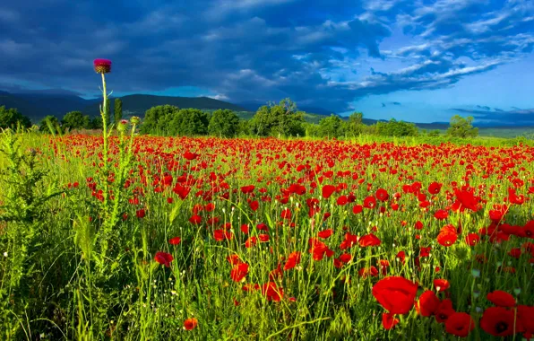Field, summer, flowers, Maki, poppy field