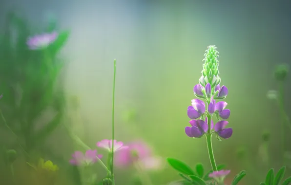 Macro, bokeh, lupins