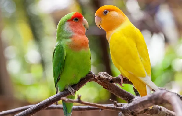 Birds, branches, parrots, a couple, lovebird
