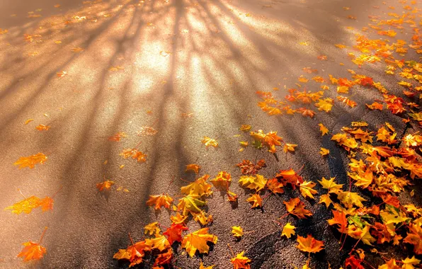 Picture road, autumn, asphalt, leaves, light, orange, yellow, mood