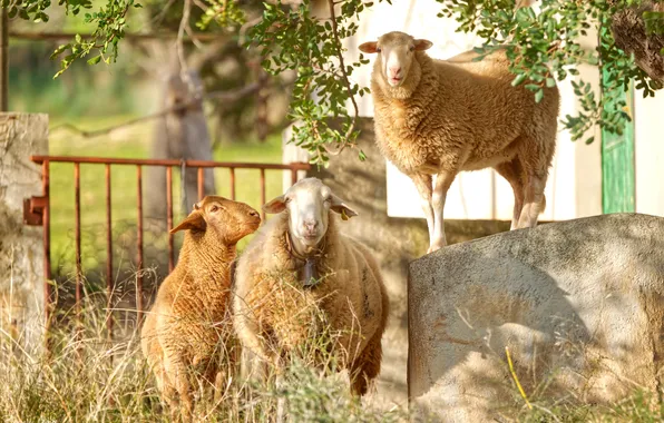 Sheep, trio, sheep