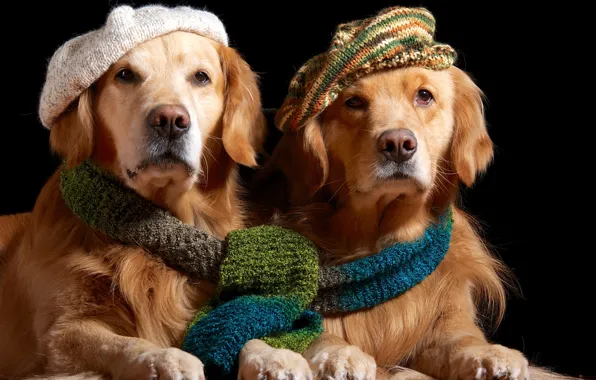 Picture scarf, pair, Golden, takes, Retriever