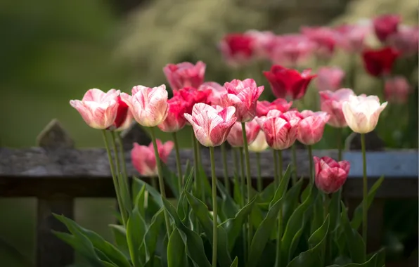 Picture the fence, tulips, buds, bokeh