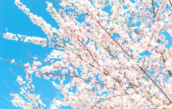 Picture the sky, flowers, branches, spring, petals, garden