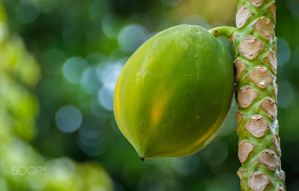 Trees, branches, fruit, nuts, bokeh