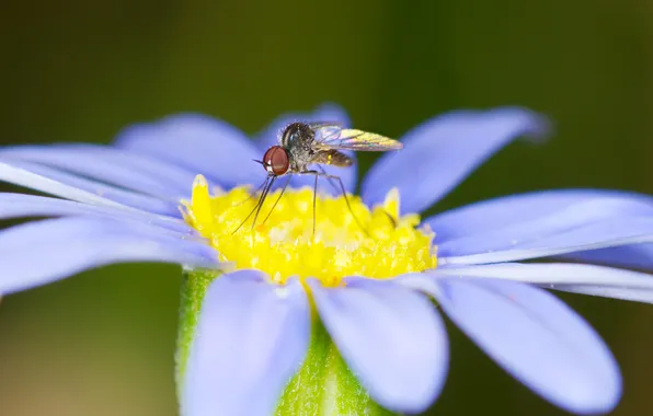 Flowers, nature, petals, insect