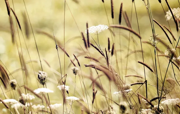 Field, summer, grass, nature