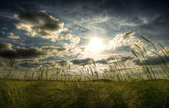 Picture the sky, grass, the sun, clouds, Field