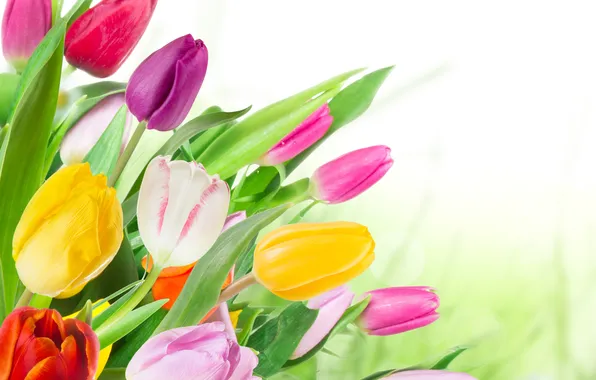Flowers, bouquet, colorful, tulips, tulips