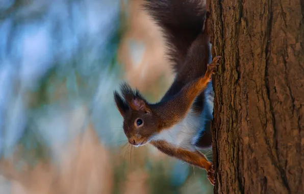 Pose, tree, protein, trunk, bark, bokeh, Peeps