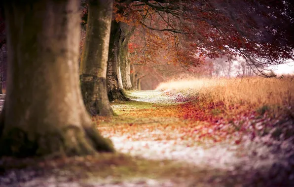 Autumn, forest, trees, nature, trail, trees, trail, path