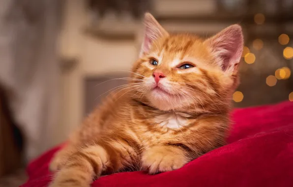 Model, muzzle, red, kitty