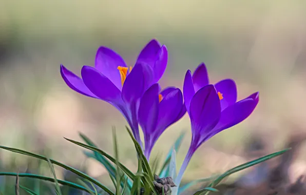 Wallpaper background, spring, crocuses, saffron for mobile and desktop