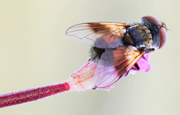 Flower, macro, fly, background, stem, insect, brown, fly