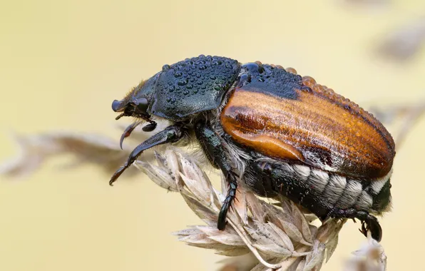 Macro, beetle, insect