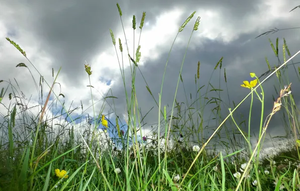 Picture field, summer, the sky, grass, clouds, nature, green, summer