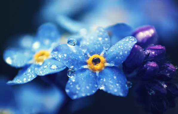 Drops, macro, flowers, petals, blue, Forget-me-nots