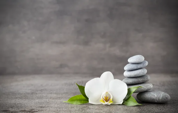 Stones, Orchid, flowers, orchid