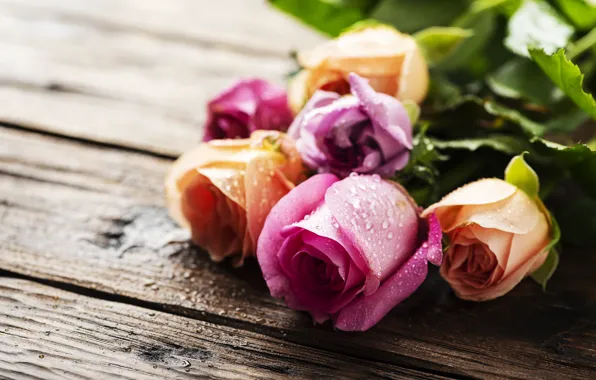 Water, drops, roses, bouquet, Oxana Denezhkina