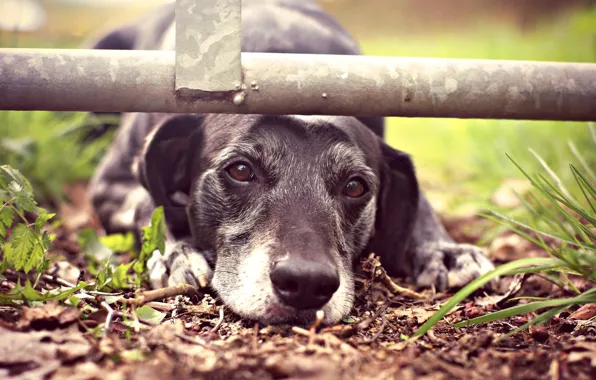 Picture sadness, face, dog