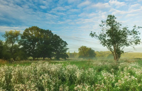 Wallpaper trees, field, hills for mobile and desktop, section природа ...