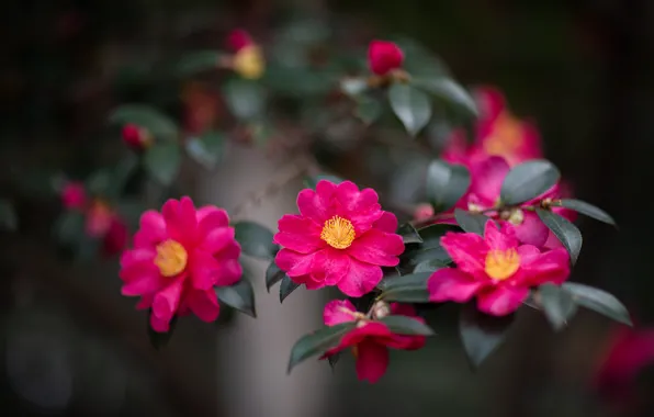 Leaves, flowers, branches, the dark background, bright, blur, pink, bokeh