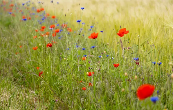 Greens, summer, grass, flowers, Maki, meadow, red, field