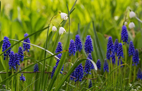 Picture violet, Colors, Muscari, podsnezhniki, spring, blue