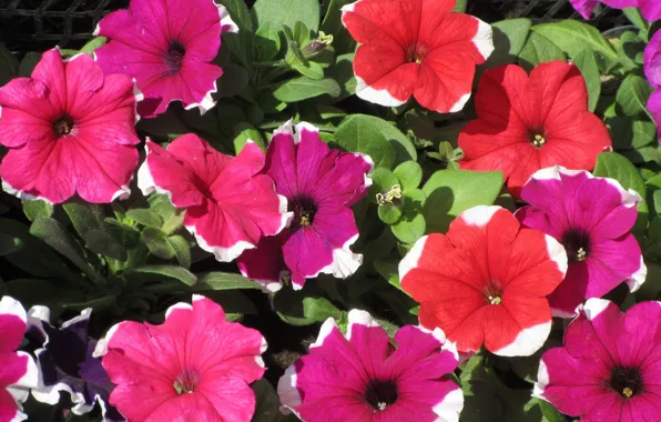 Petunia, petunias, spring 2018, Mamala ©, with rim
