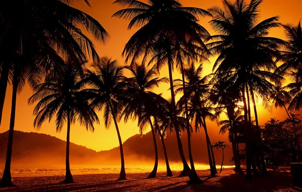 Sunset, tropics, palm trees, the evening