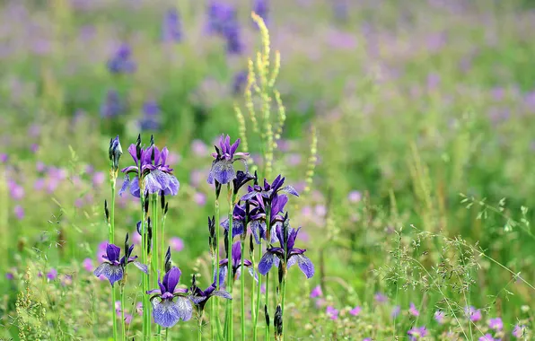 Field, summer, grass, flowers, irises