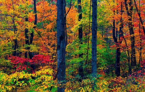 Autumn, foliage, croatia