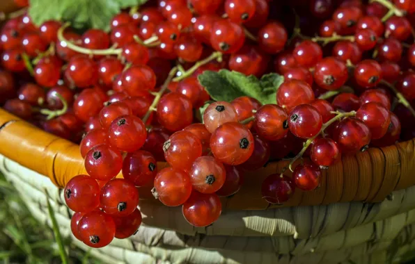 Picture greens, summer, berries, basket, red, currants